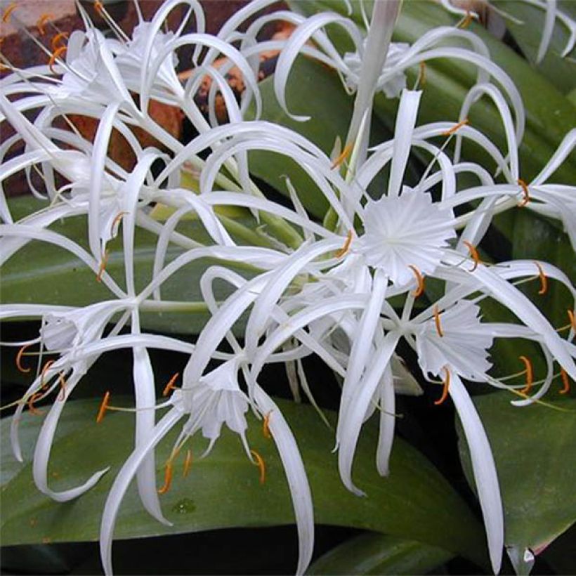 Hymenocallis longipetala - Ismene blanche   (Flowering)