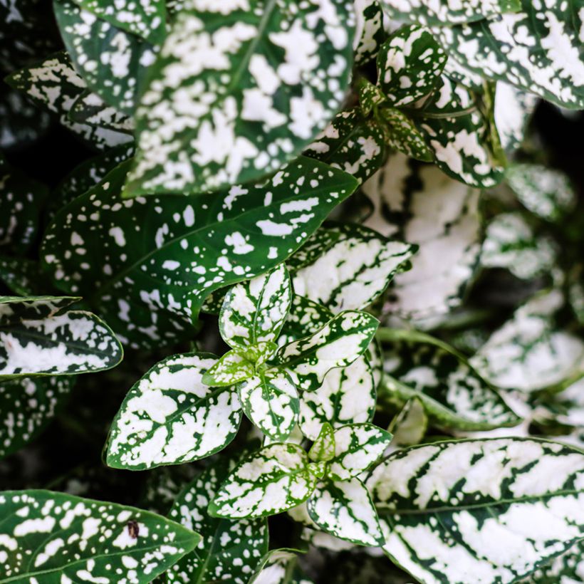 Hypoestes phyllostachya White (Foliage)
