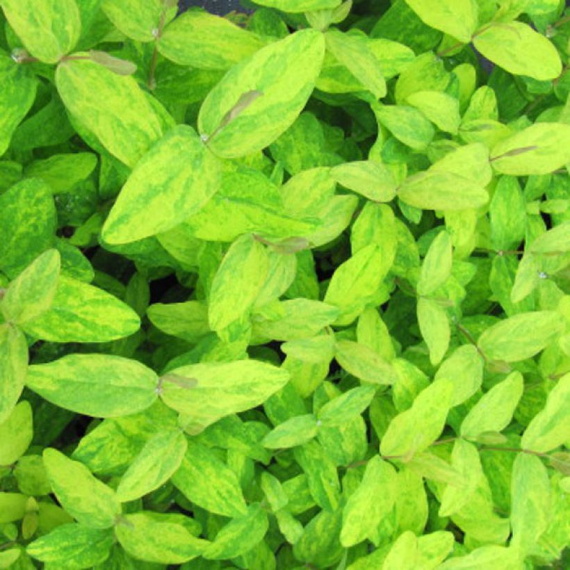 Millepertuis doré - Hypericum Golden Beacon (Foliage)