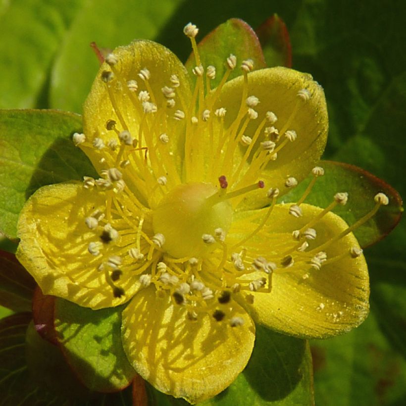 Millepertuis doré - Hypericum Golden Beacon (Flowering)