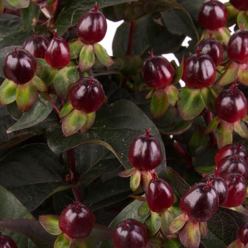 Millepertuis Miracle Night - Hypericum (Harvest)
