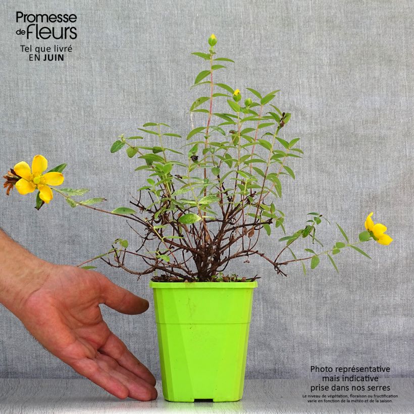 Example of Hypericum Radiance - Millepertuis hybride panaché Pot de 1L/1,5L as you get in ete