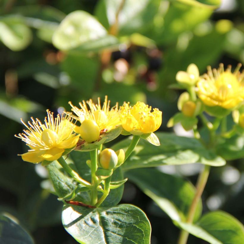 Hypericum inodorum Magical Sunshine - Millepertuis  (Flowering)
