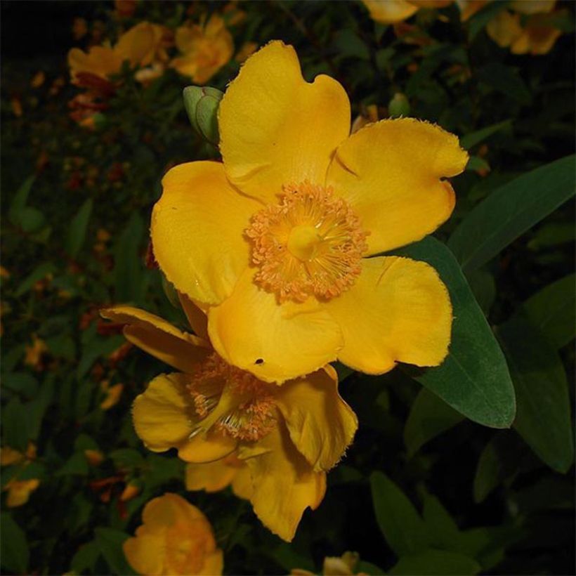 Millepertuis - Hypericum (x) moserianum (Flowering)