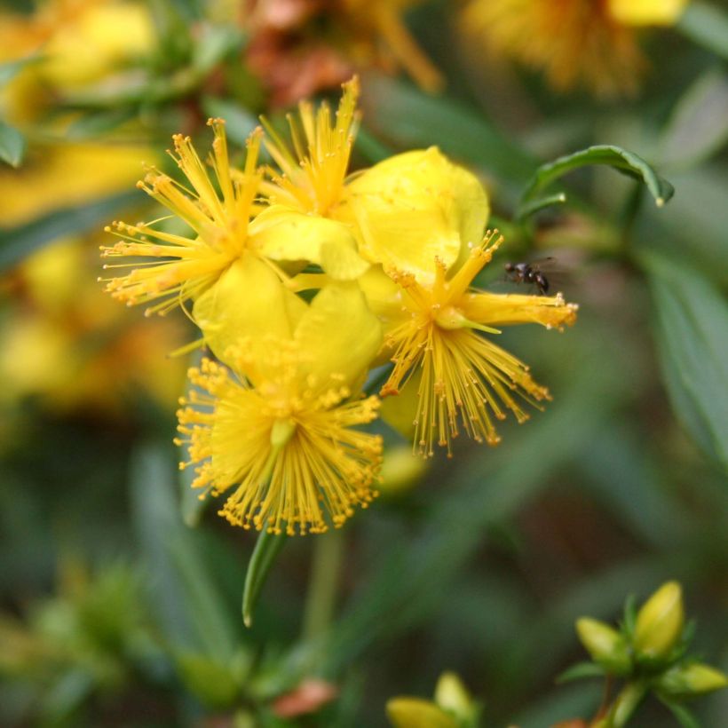 Millepertuis - Hypericum densiflorum Buttercup (Flowering)
