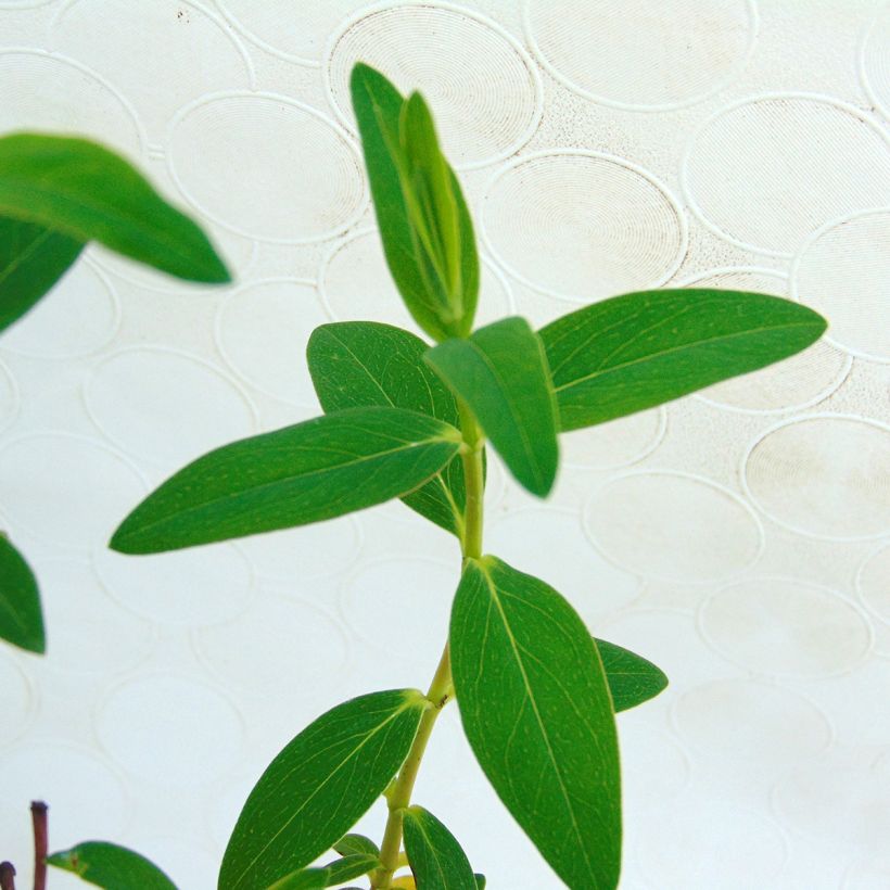 Hypericum dummeri Peter Dummer - Millepertuis  (Foliage)