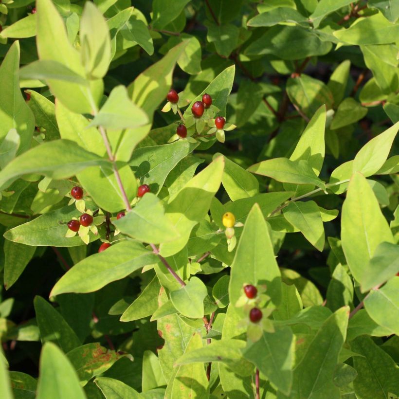 Millepertuis - Hypericum inodorum Elstead (Foliage)