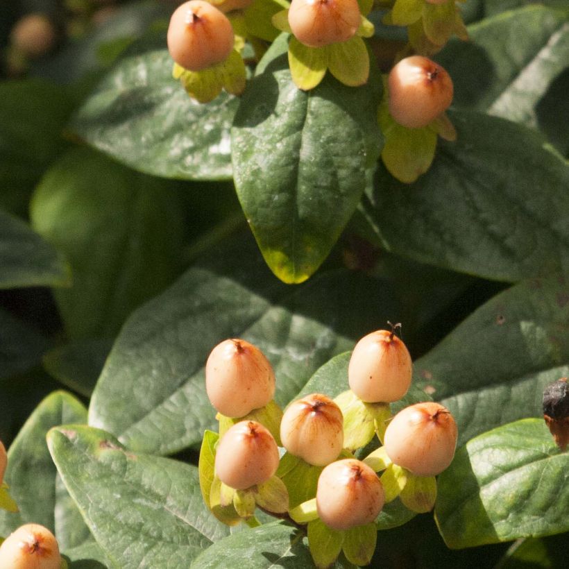 Hypericum inodorum Magical Pumpkin - Millepertuis (Foliage)