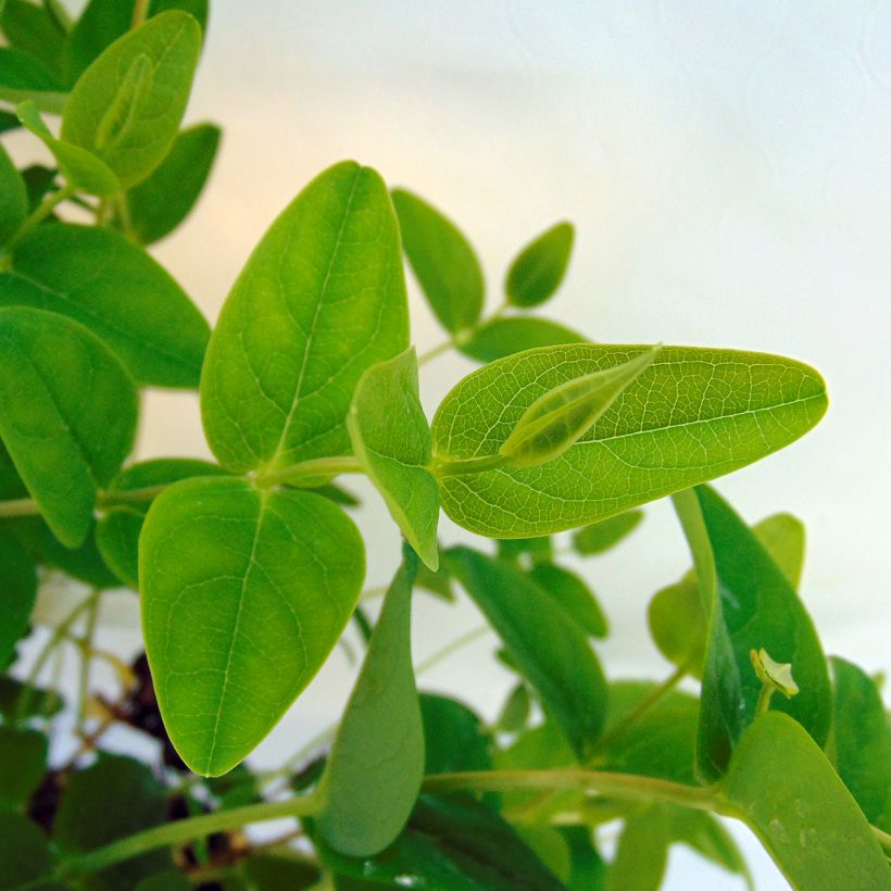 Hypericum inodorum Magical Sunshine - Millepertuis  (Foliage)