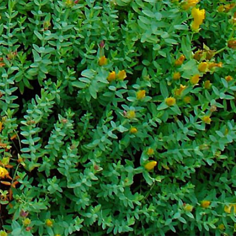 Hypericum olympicum - Millepertuis grec  (Foliage)