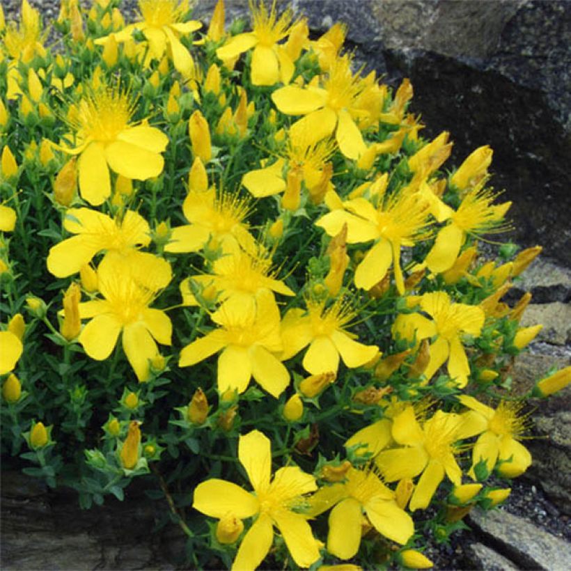 Hypericum olympicum - Millepertuis grec  (Flowering)