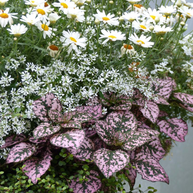 Hypoestes Hippo Pink (Plant habit)