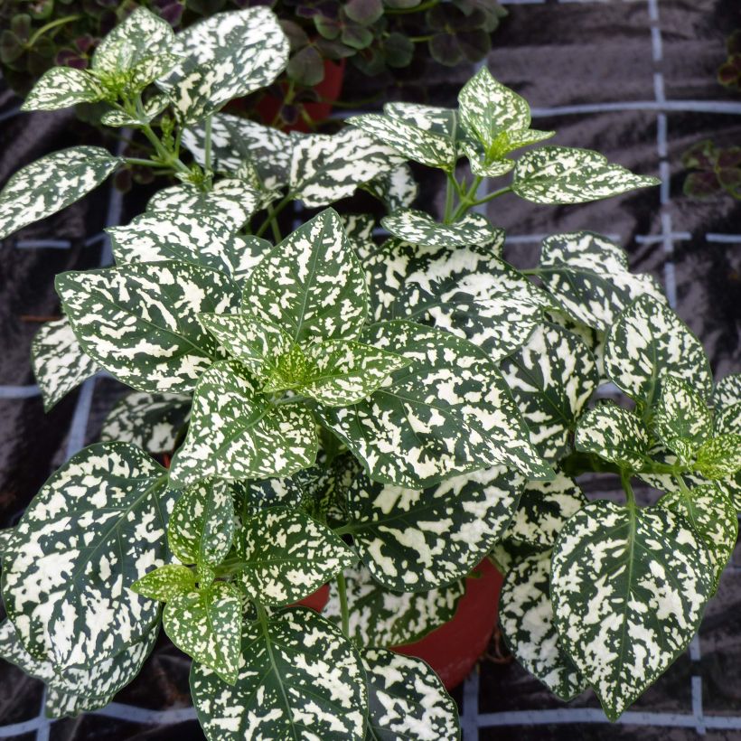 Hypoestes Hippo White (Plant habit)