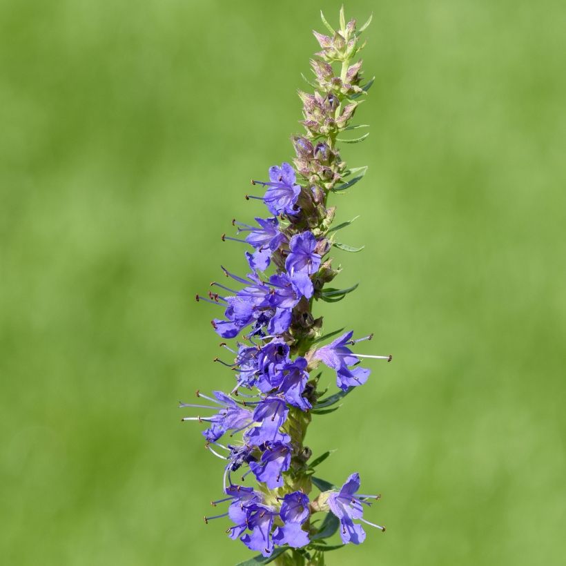 Hysope officinale - Hyssopus officinalis (Flowering)