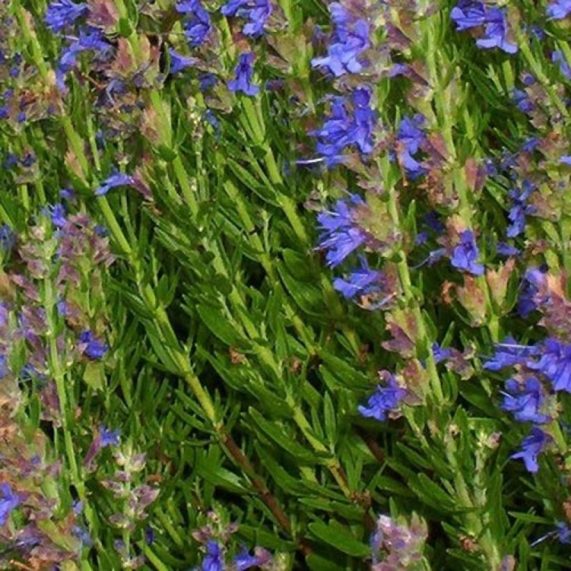 Hyssopus officinalis Aristatus - Hysope officinale naine (Foliage)