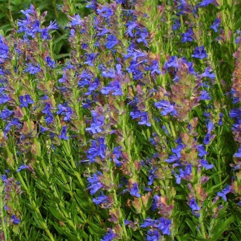 Hyssopus officinalis Aristatus - Hysope officinale naine (Flowering)