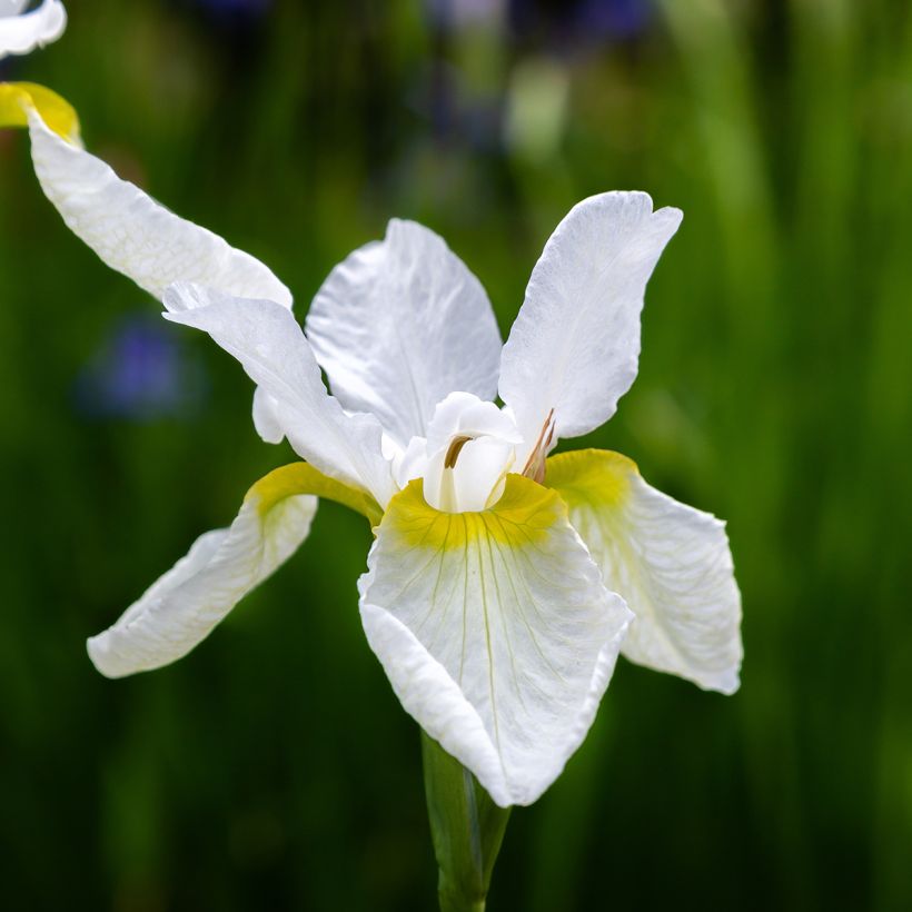 Iris sibirica Snow Crest - Iris de Sibérie (Flowering)