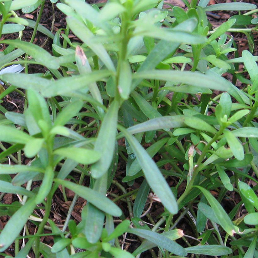 Iberis sempervirens Pink Ice® - Corbeille d'Argent (Foliage)