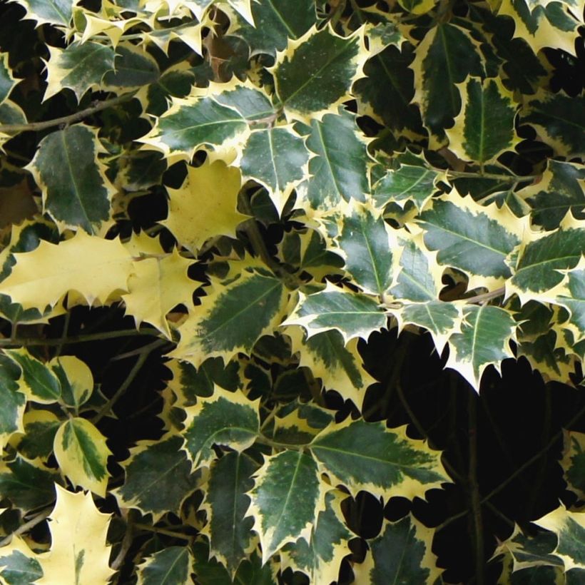 Ilex aquifolium Madame Briot - Houx panaché (Foliage)