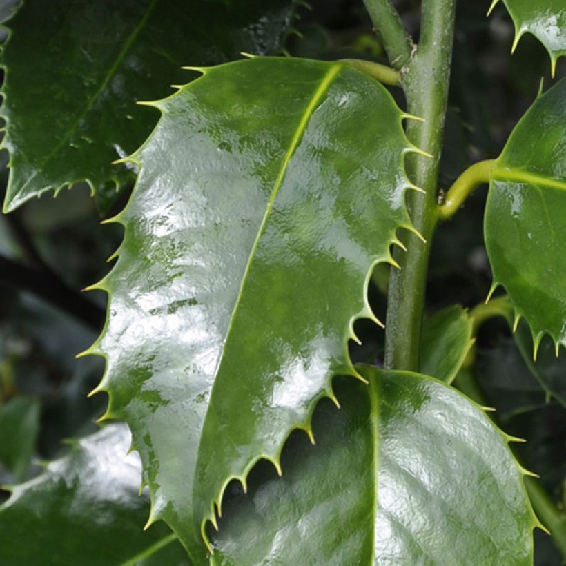 Houx à feuilles de châtaignier - Ilex koehneana Castaenifolia  (Foliage)