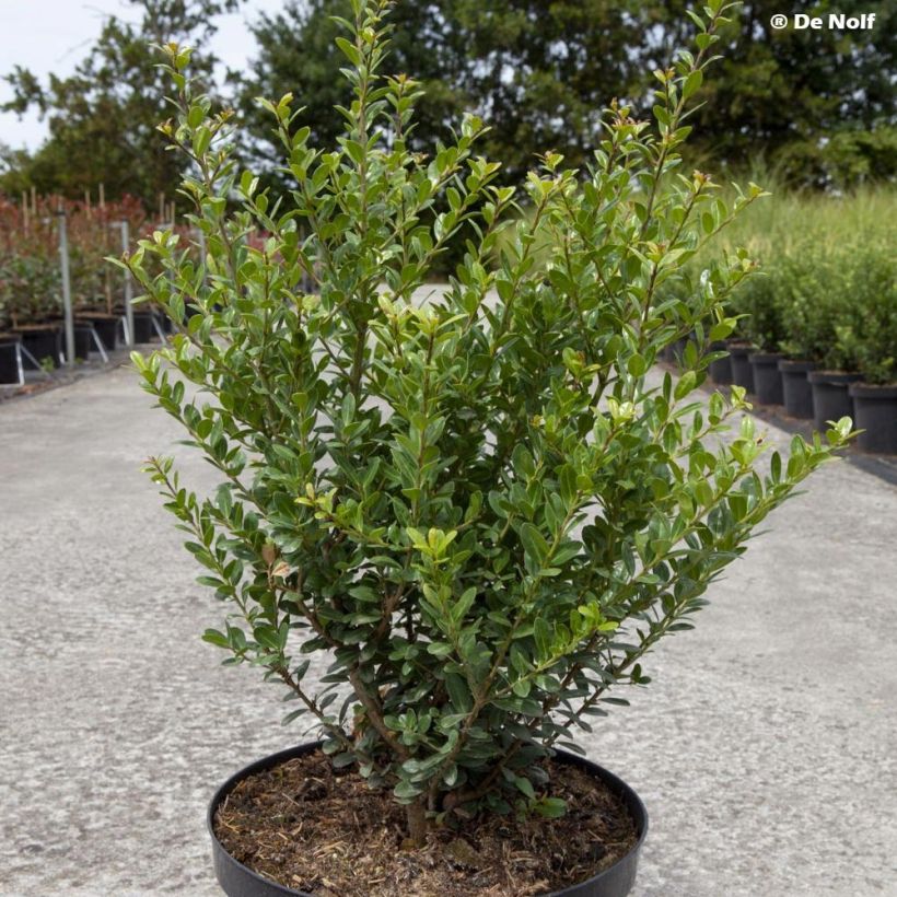 Ilex crenata Caroline Upright - Houx crénelé (Plant habit)