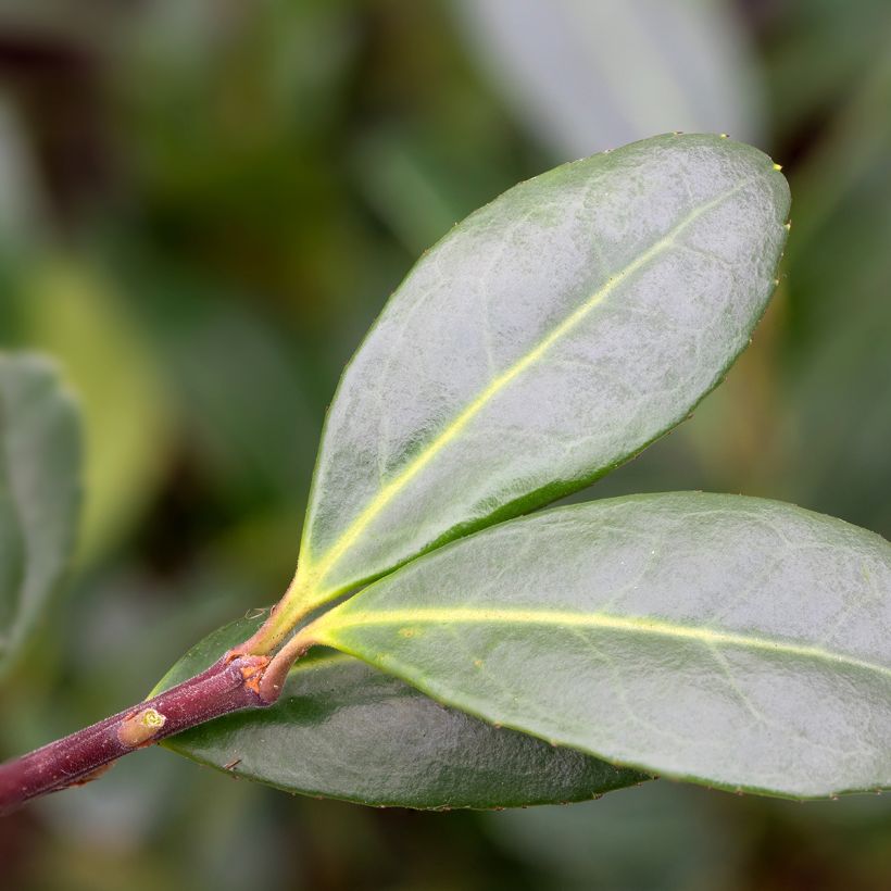 Ilex crenata Caroline Upright - Houx crénelé (Foliage)