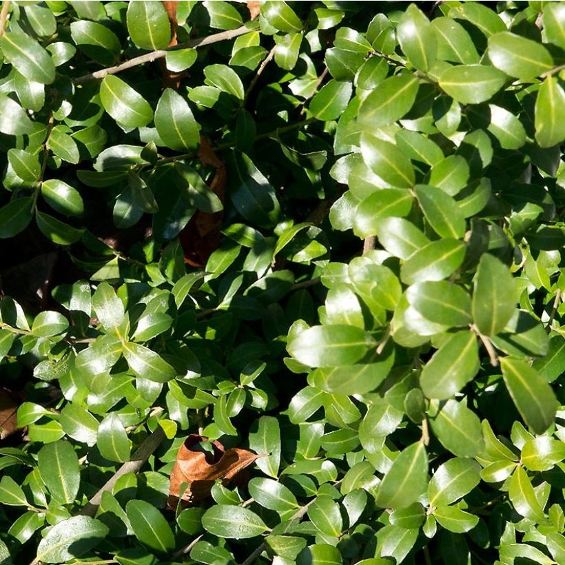 Houx crénelé Kinme (Foliage)