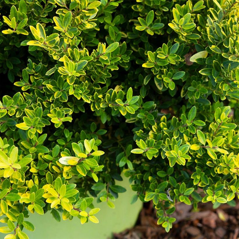 Ilex crenata Lingold - Houx crénelé (Foliage)
