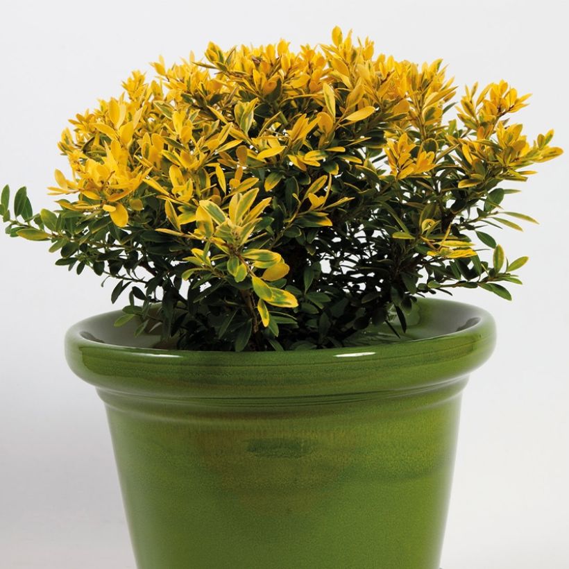 Ilex crenata Lingold - Houx crénelé (Plant habit)