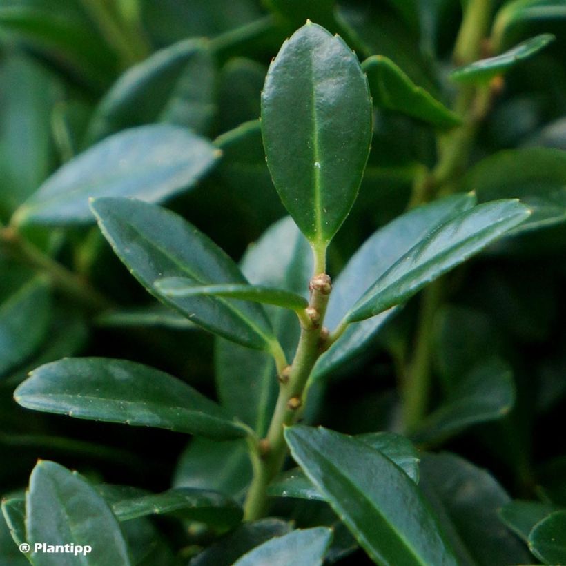 Ilex crenata Luxus Globe - Houx crénelé nain (Foliage)