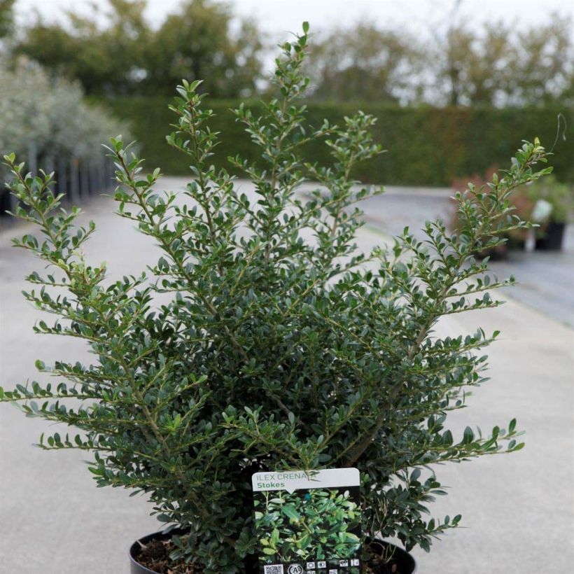 Ilex crenata Stokes - Houx crénelé nain (Plant habit)