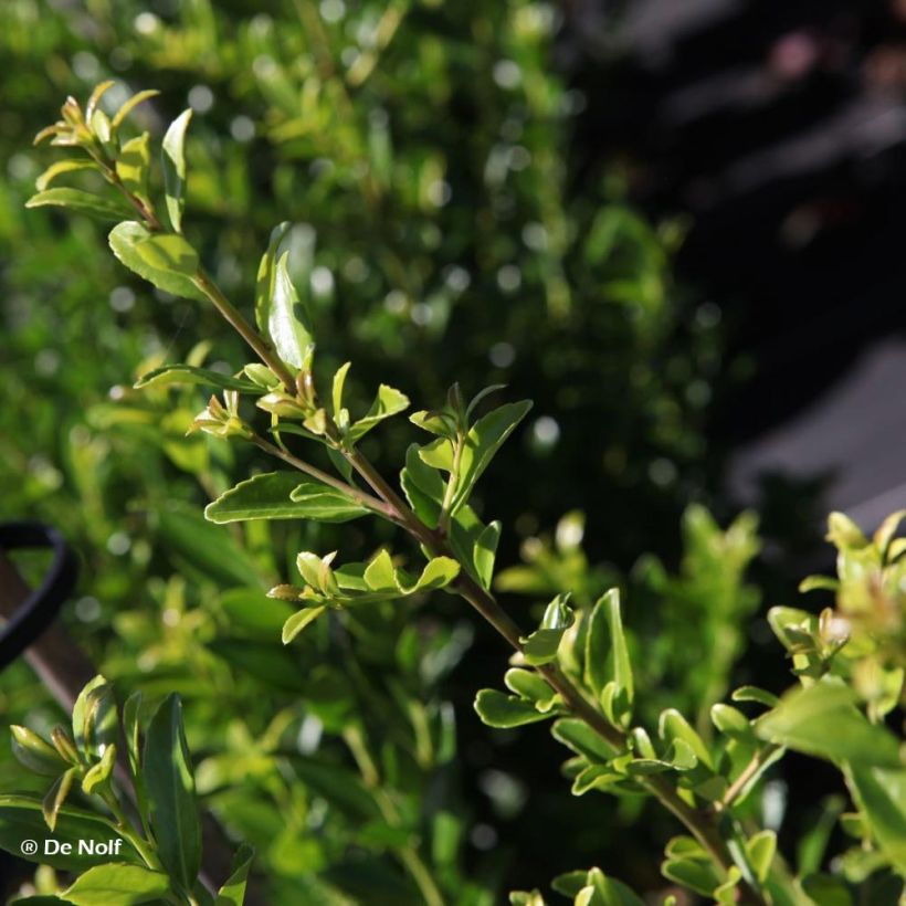 Ilex maximowicziana Kanehirae - Houx Mutchagara  (Foliage)