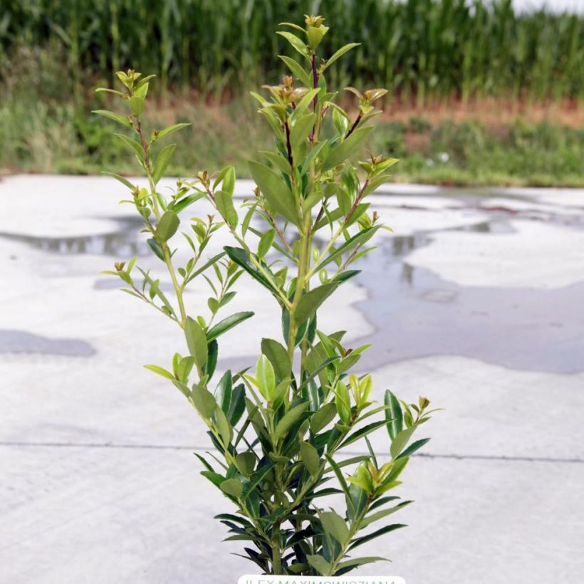 Ilex maximowicziana Kanehirae - Houx Mutchagara  (Plant habit)