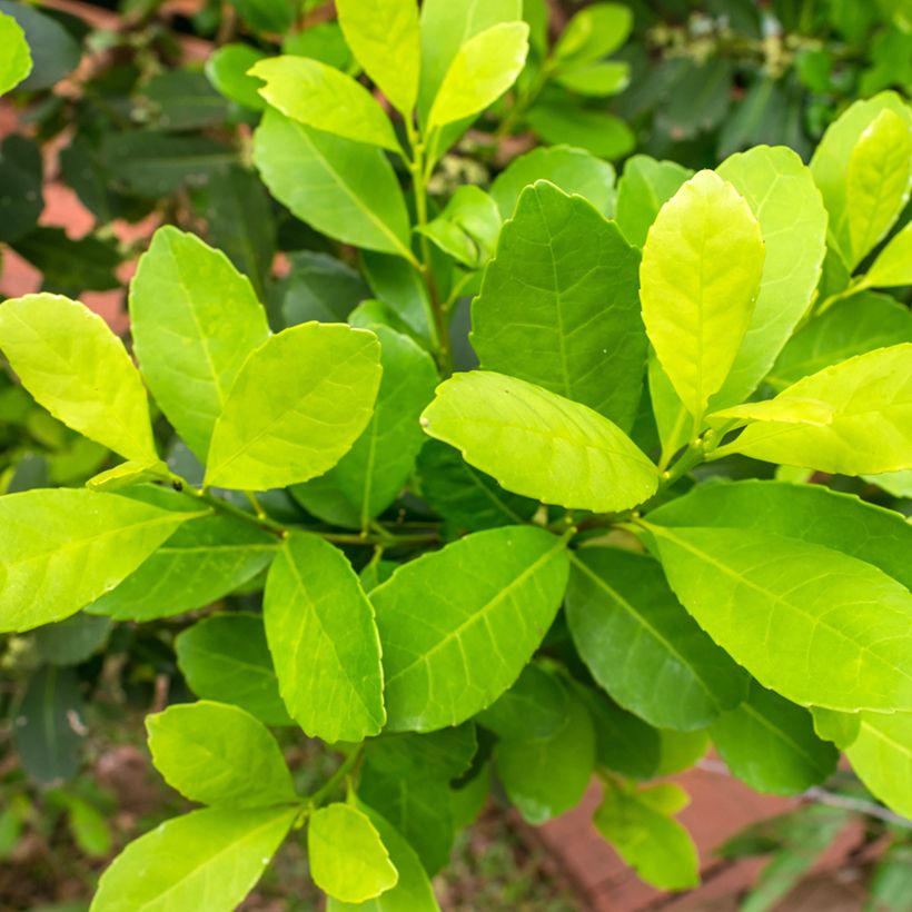 Ilex paraguariensis - Yerba maté, Thé du Paraguay (Foliage)