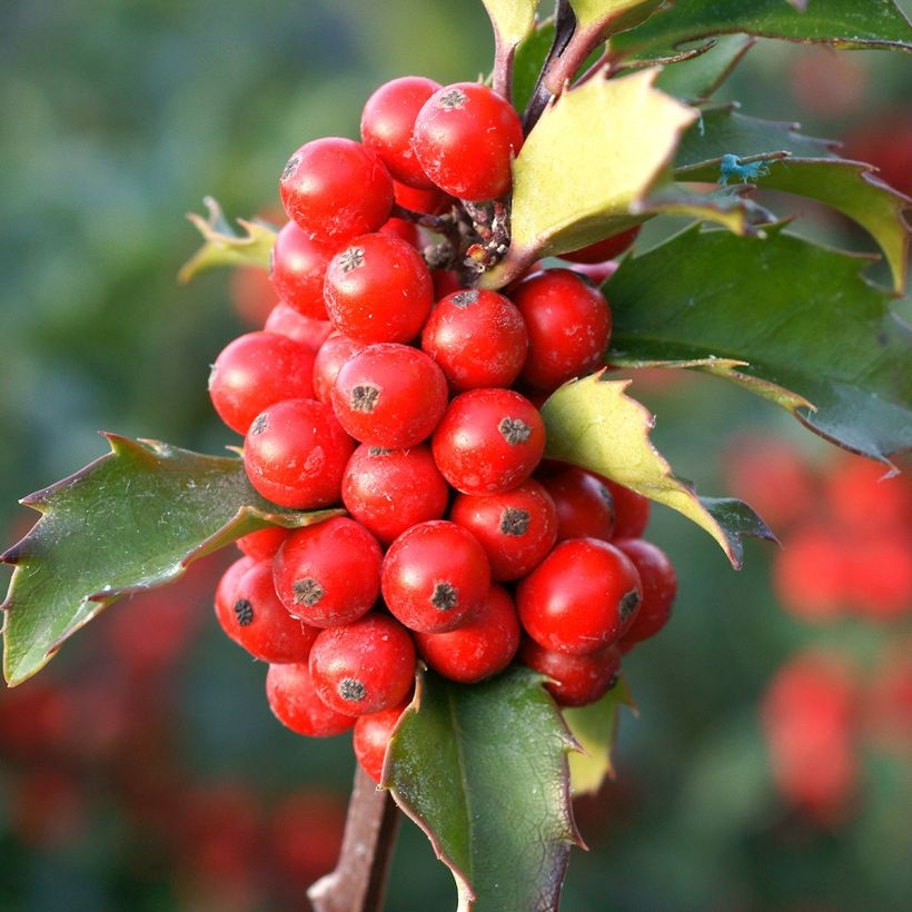 Houx - Ilex (x) meserveae Mesid (Harvest)