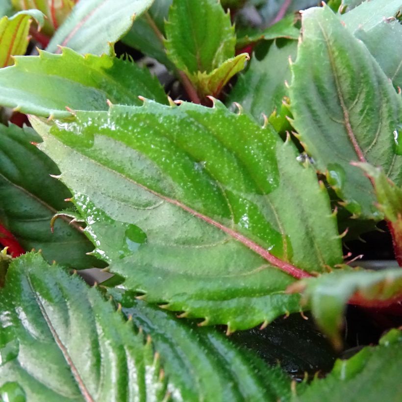 Impatiens SunPatiens Compact Hot Coral (Foliage)