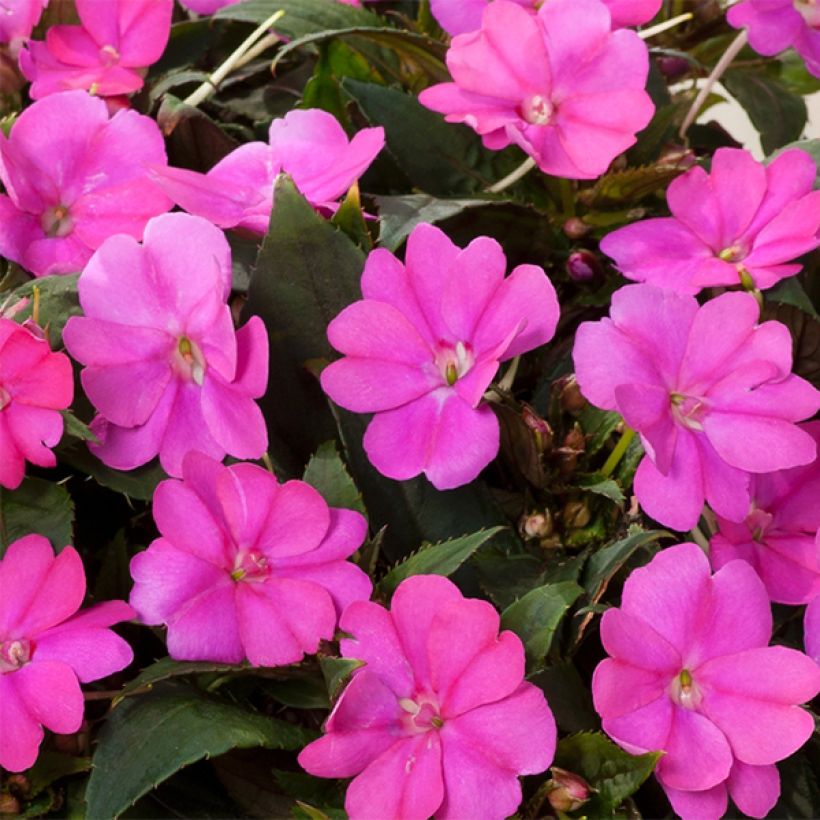 Impatiens SunPatiens Compact Hot Lilac (Flowering)