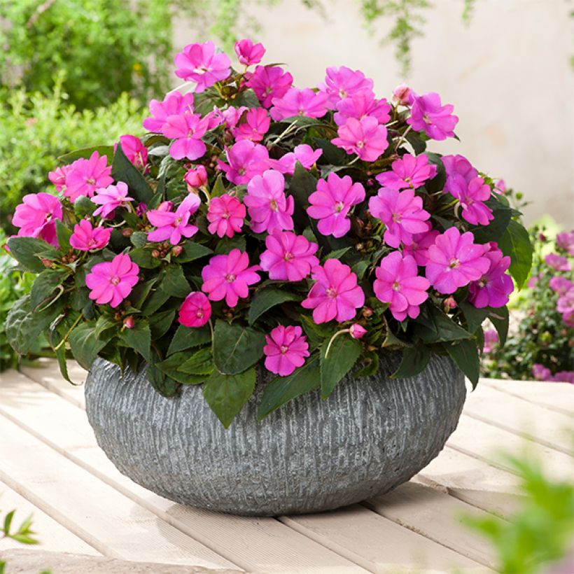 Impatiens SunPatiens Compact Hot Lilac (Plant habit)