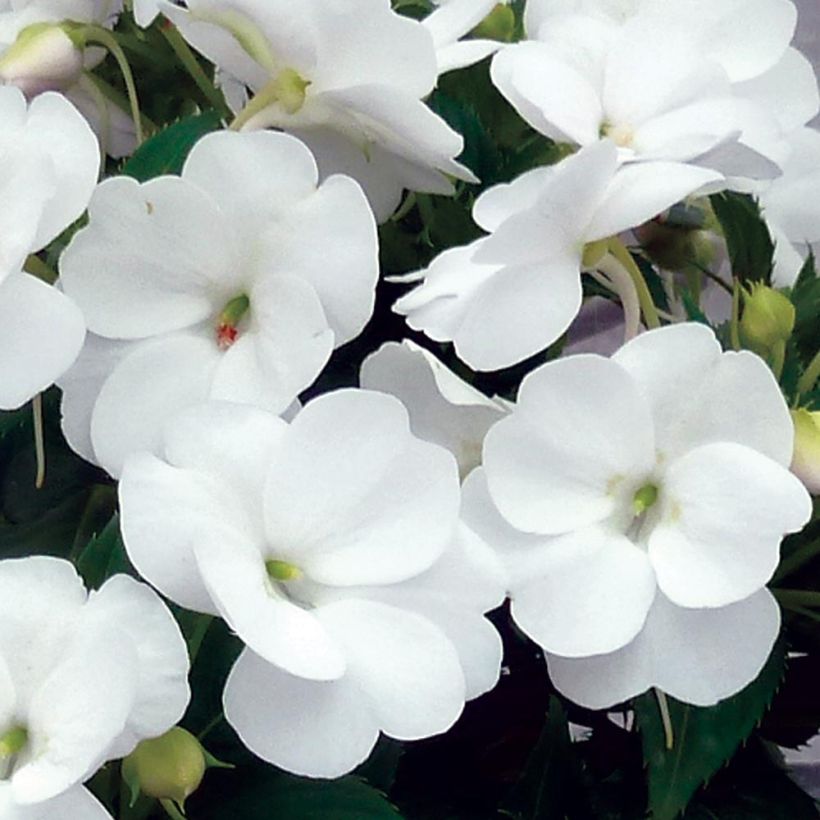 Impatiens SunPatiens Vigorous Clear White Mini-mottes (Flowering)