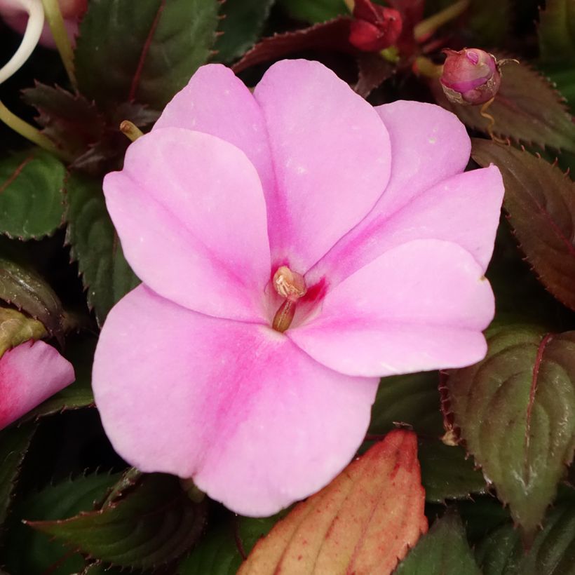 Impatiens SunPatiens Vigorous Lavender Mini-mottes (Flowering)