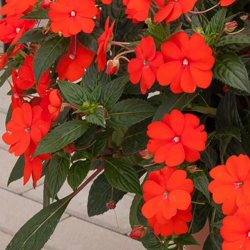 Impatiens SunPatiens Vigorous Orange Mini-mottes (Foliage)