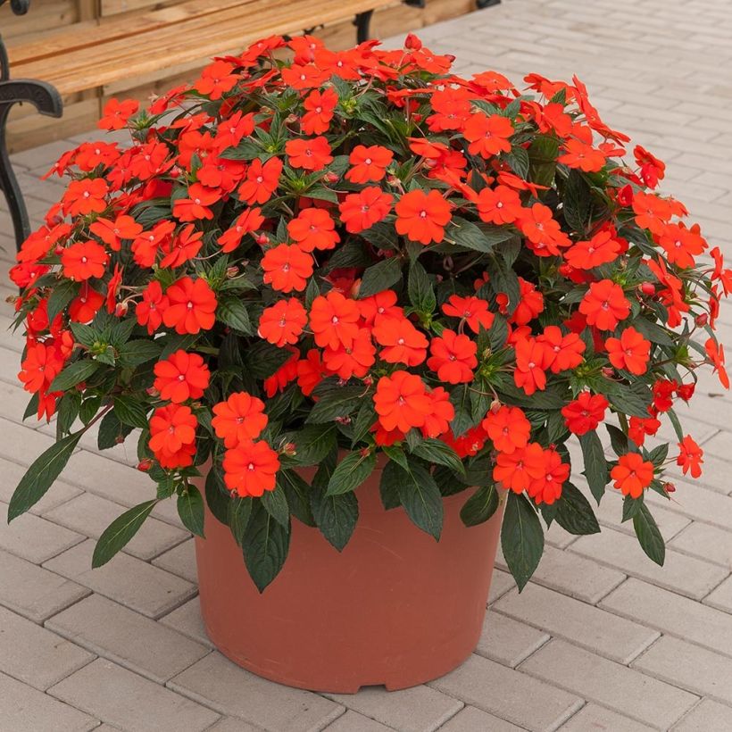 Impatiens SunPatiens Vigorous Orange Mini-mottes (Plant habit)