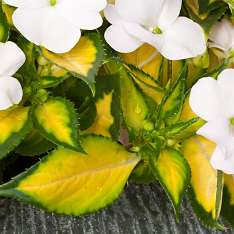 Impatiens SunPatiens Vigorous White Variegated (Foliage)