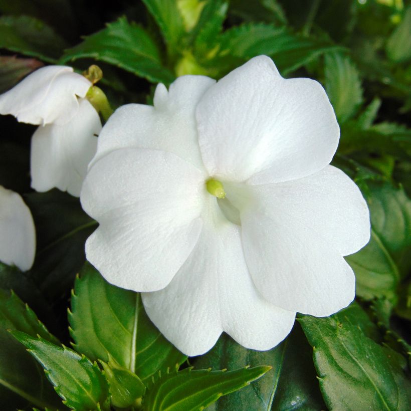 Impatiens SunPatiens compact Blanc (Flowering)