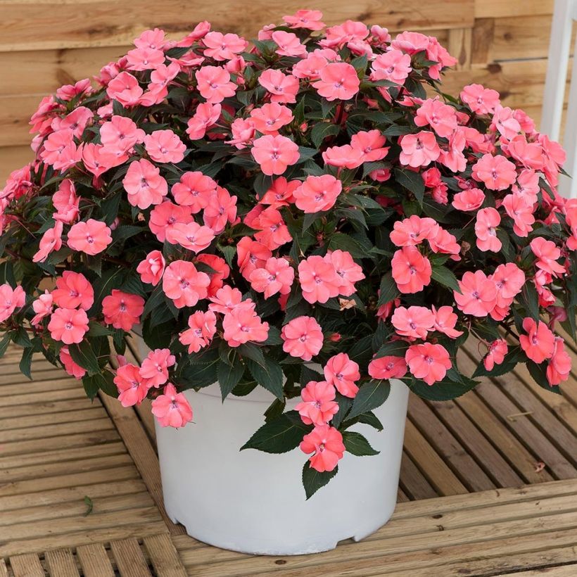 Impatiens Sunpatiens Vigorous Pink Pearl Mini-mottes (Plant habit)
