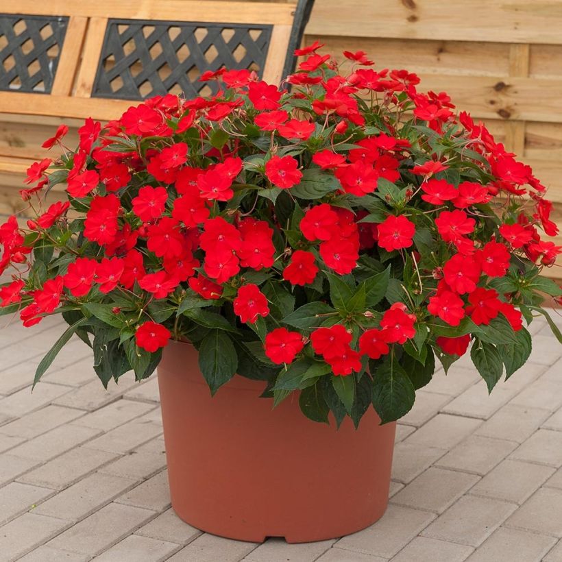 Impatiens Sunpatiens Vigorous Scarlet Mini-mottes (Plant habit)