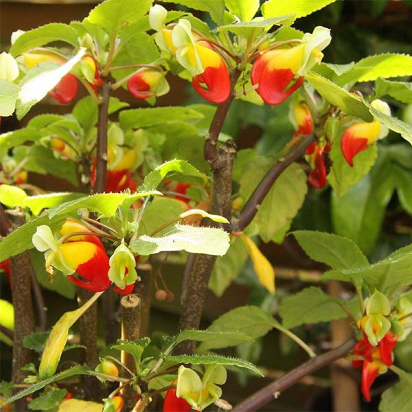 Impatiens niamniamensis rouge et jaune - Impatience de Zanzibar (Flowering)