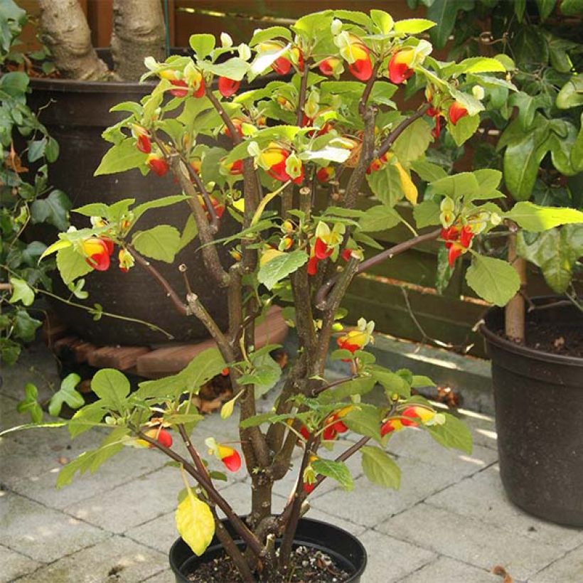 Impatiens niamniamensis rouge et jaune - Impatience de Zanzibar (Plant habit)