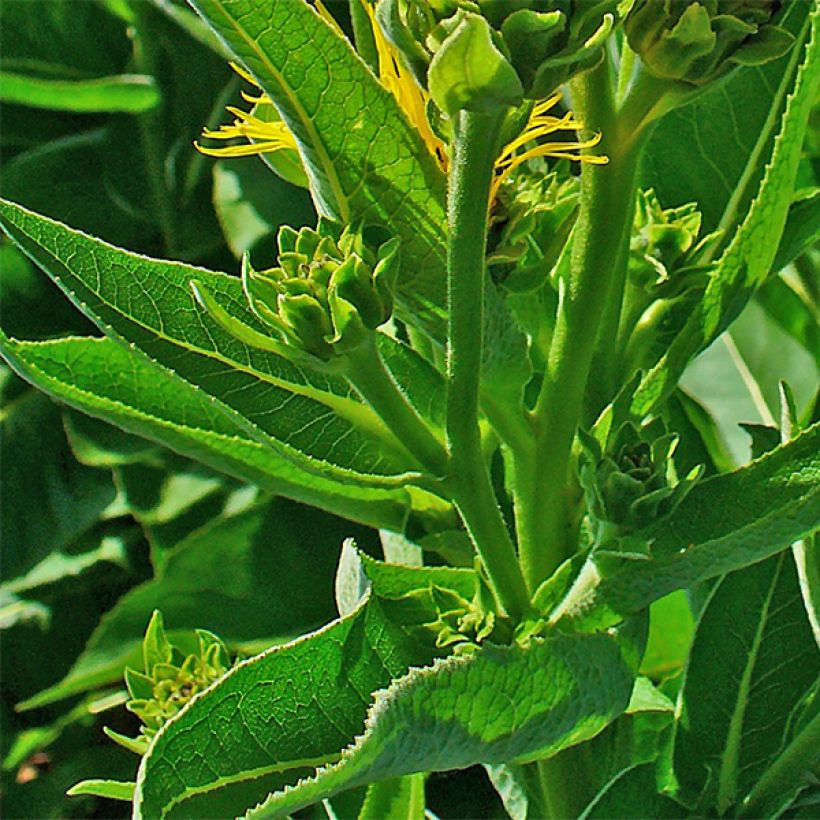 Inula helenium - Grande Aunée (Foliage)