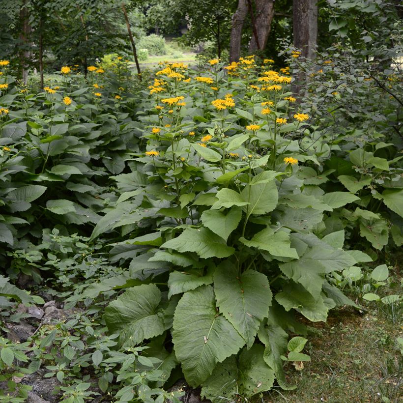 Inula helenium - Grande Aunée (Plant habit)